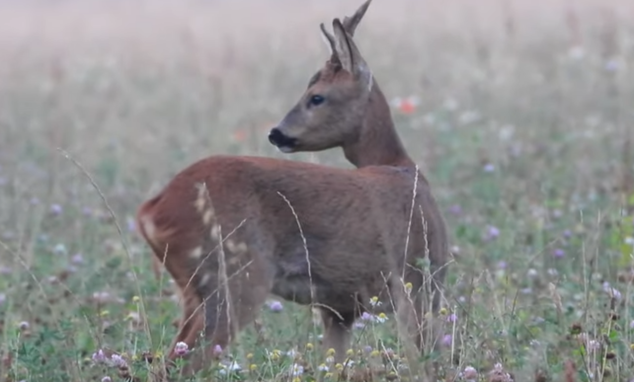 chasse chevreuil Gers