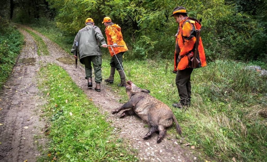 chasse sanglier 7.62x54