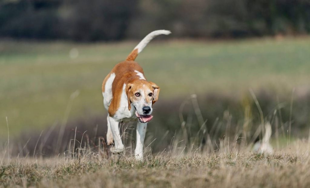maladie-chien-chasse