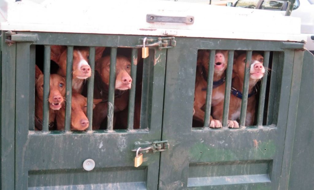 remorque chien chasse