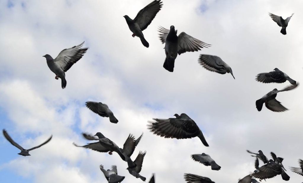 chasse-pigeon-ramier-irlande