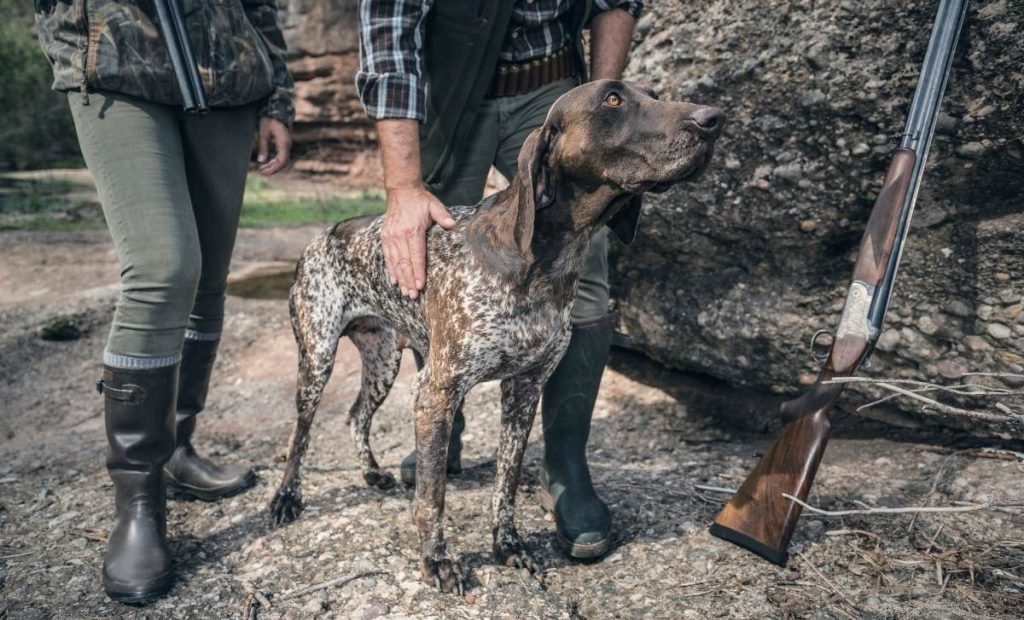 preparation-chien-chasse