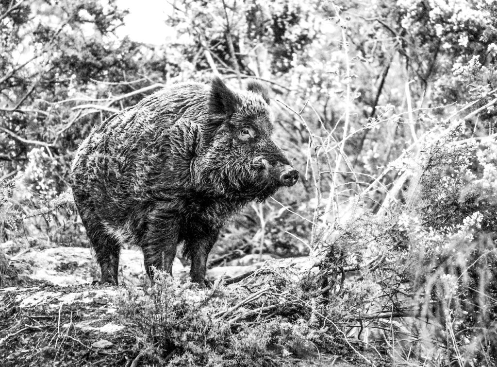 viande de sanglier