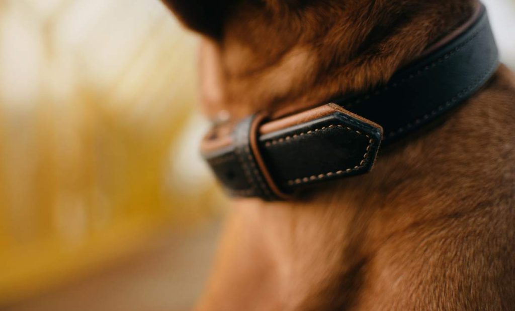 collier chien chasse