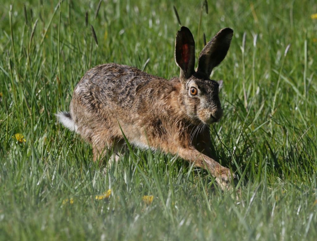 chasse bourgogne franche comte