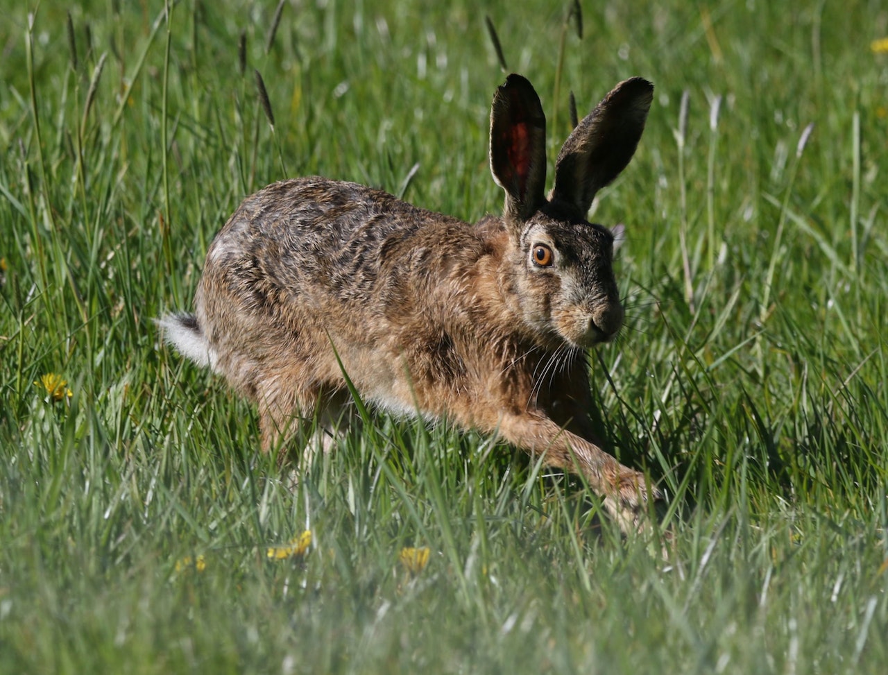 chasse bourgogne franche comte
