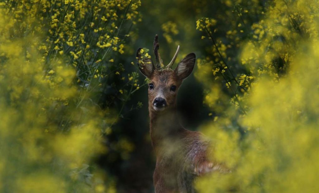 chasse brocard Gers