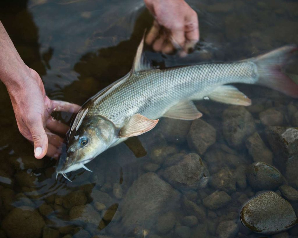 peche barbeau france