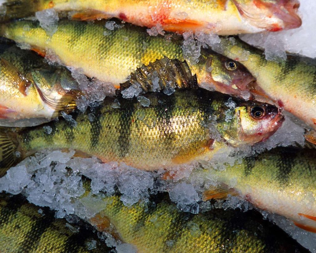 pêche perche soleil