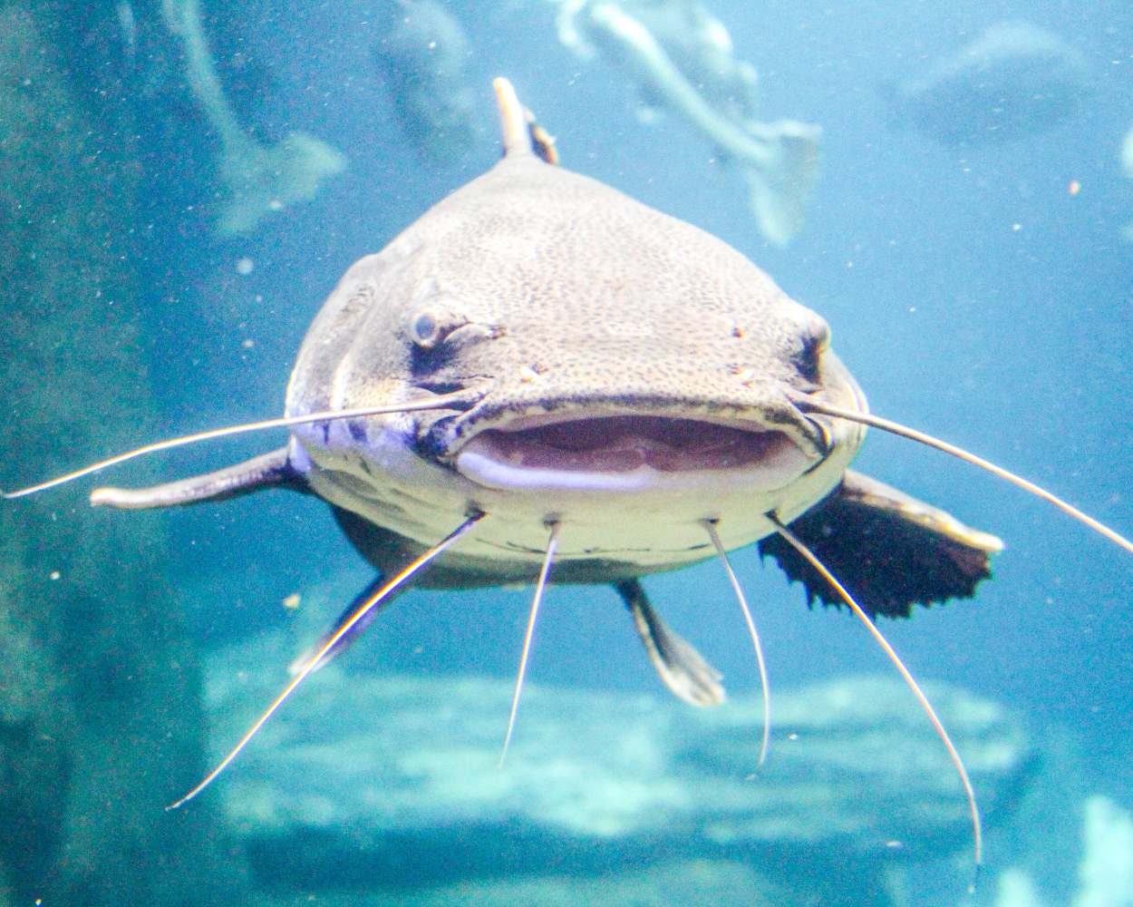 pêche silure france