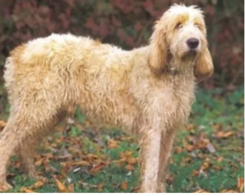 Grand griffon vendéen