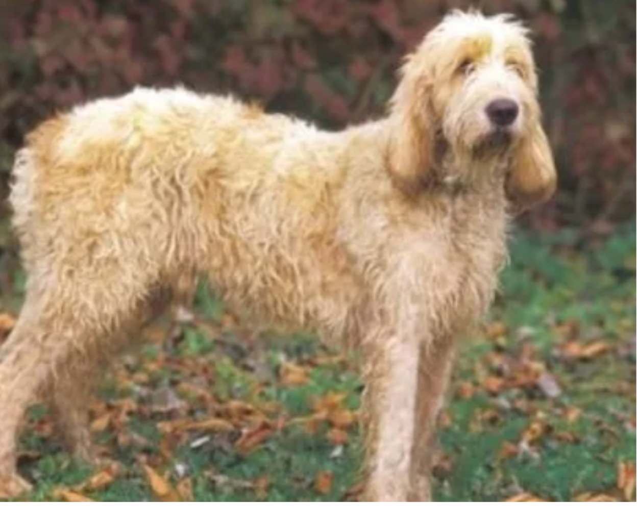 Grand griffon vendéen