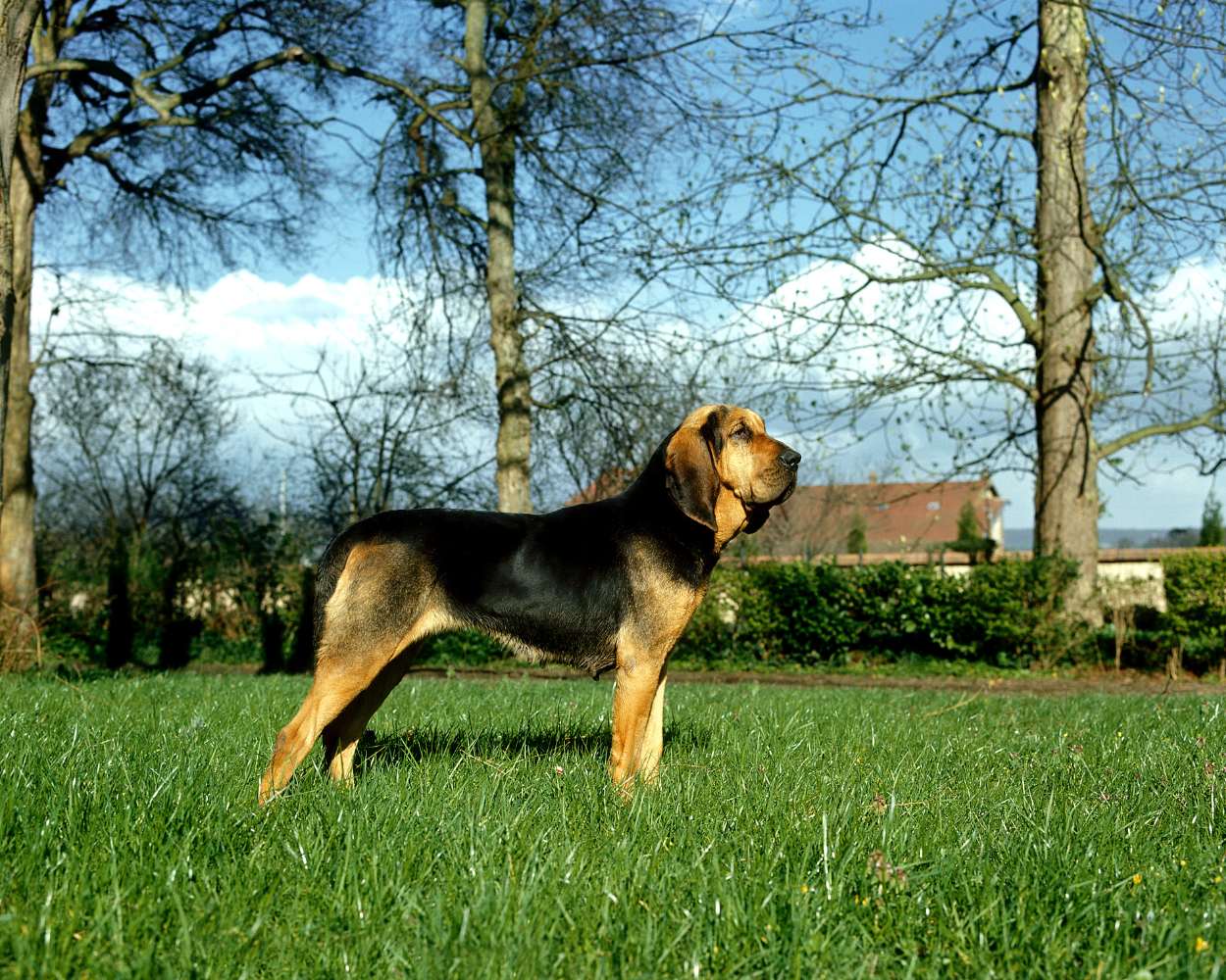 chien de chasse saint hubert