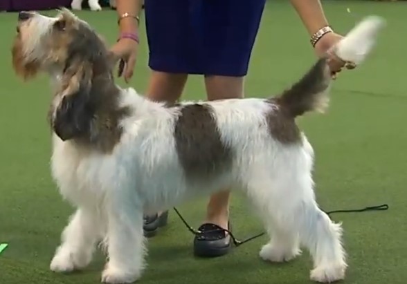 Grand Basset Griffon Vendéen