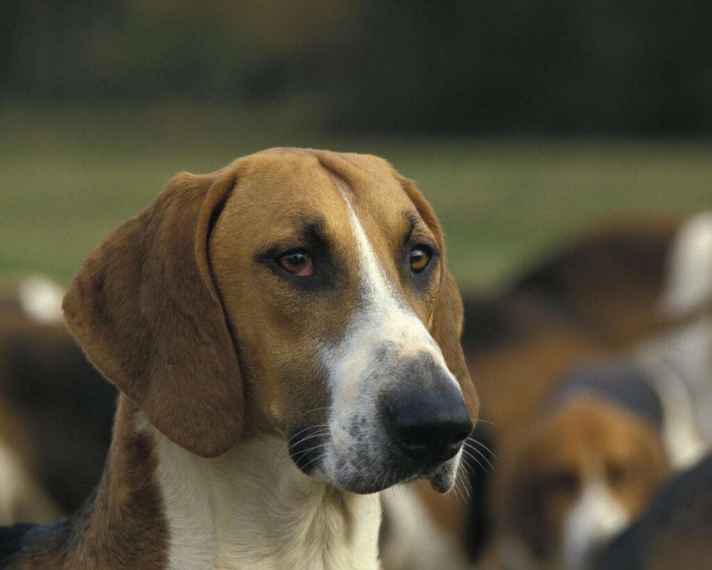 chien de chasse poitevin