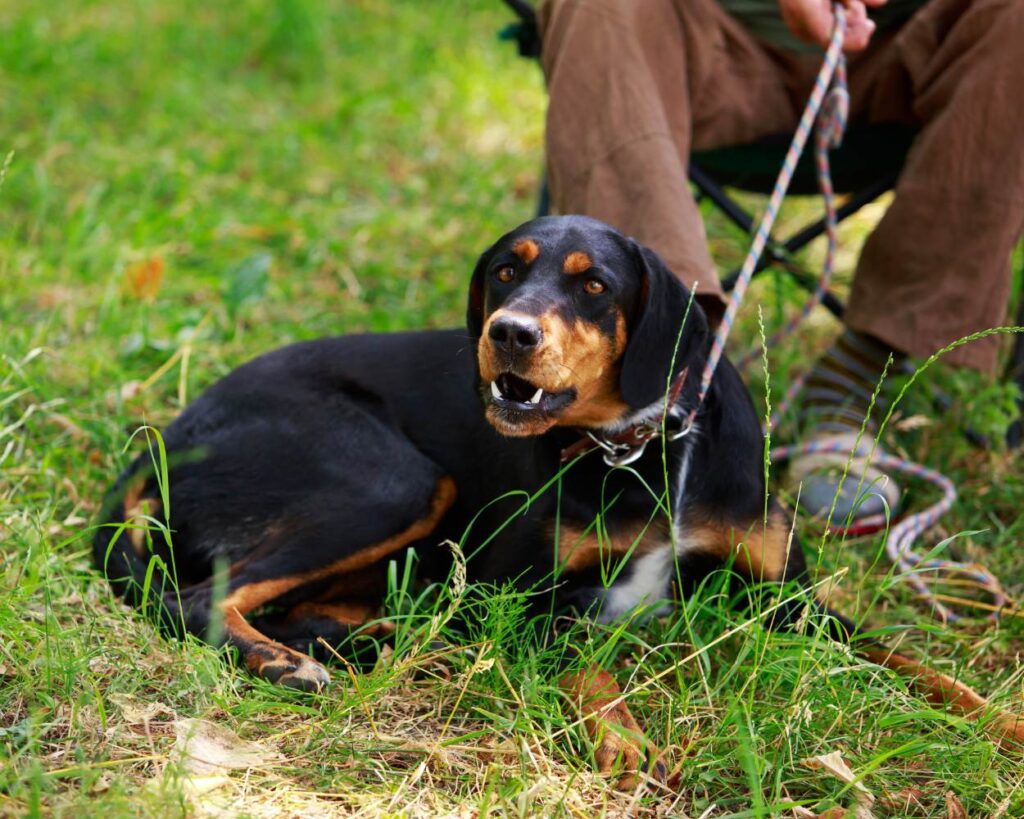 kopov chien de chasse