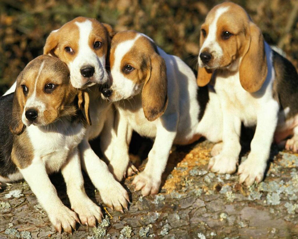 chasse chien d'artois