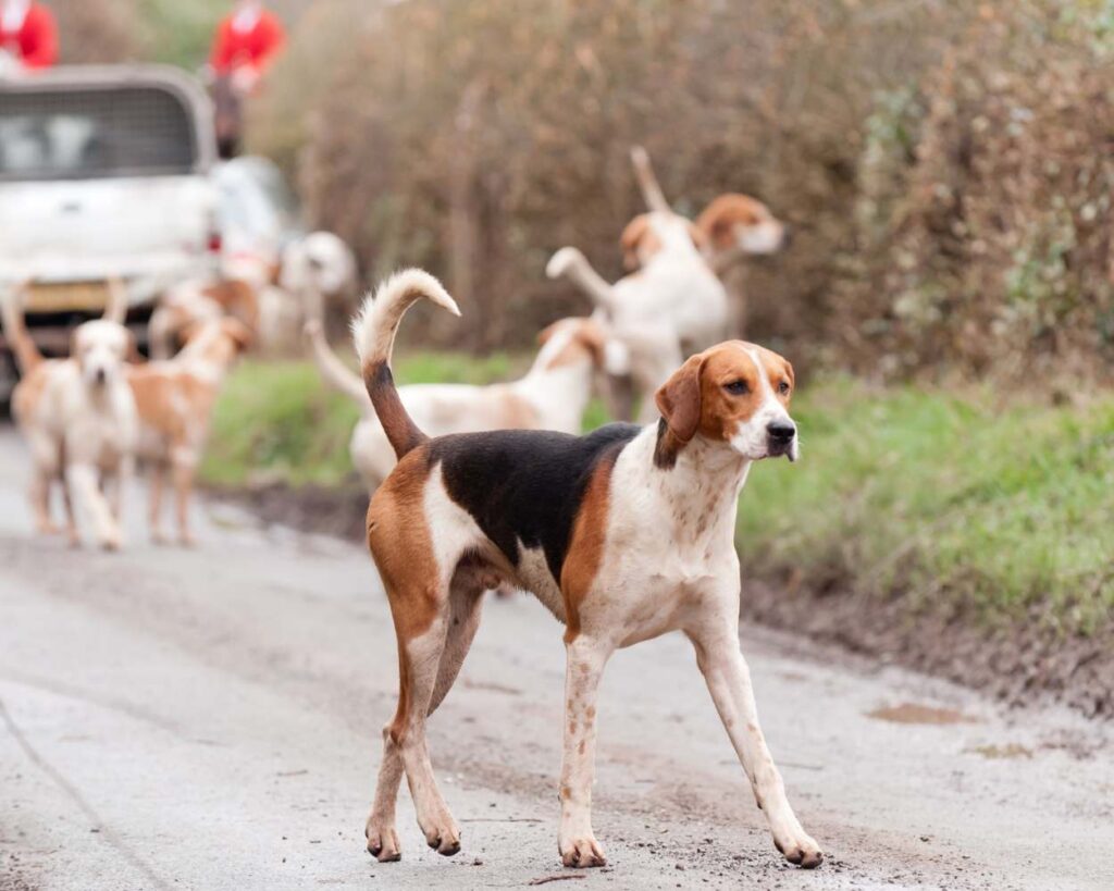 chien courant suisse