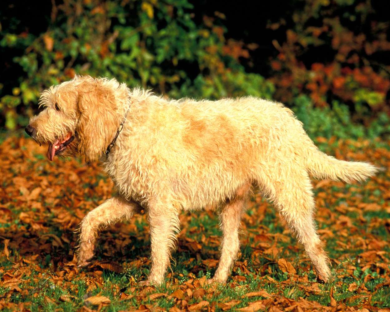 Briquet Griffon Vendéen