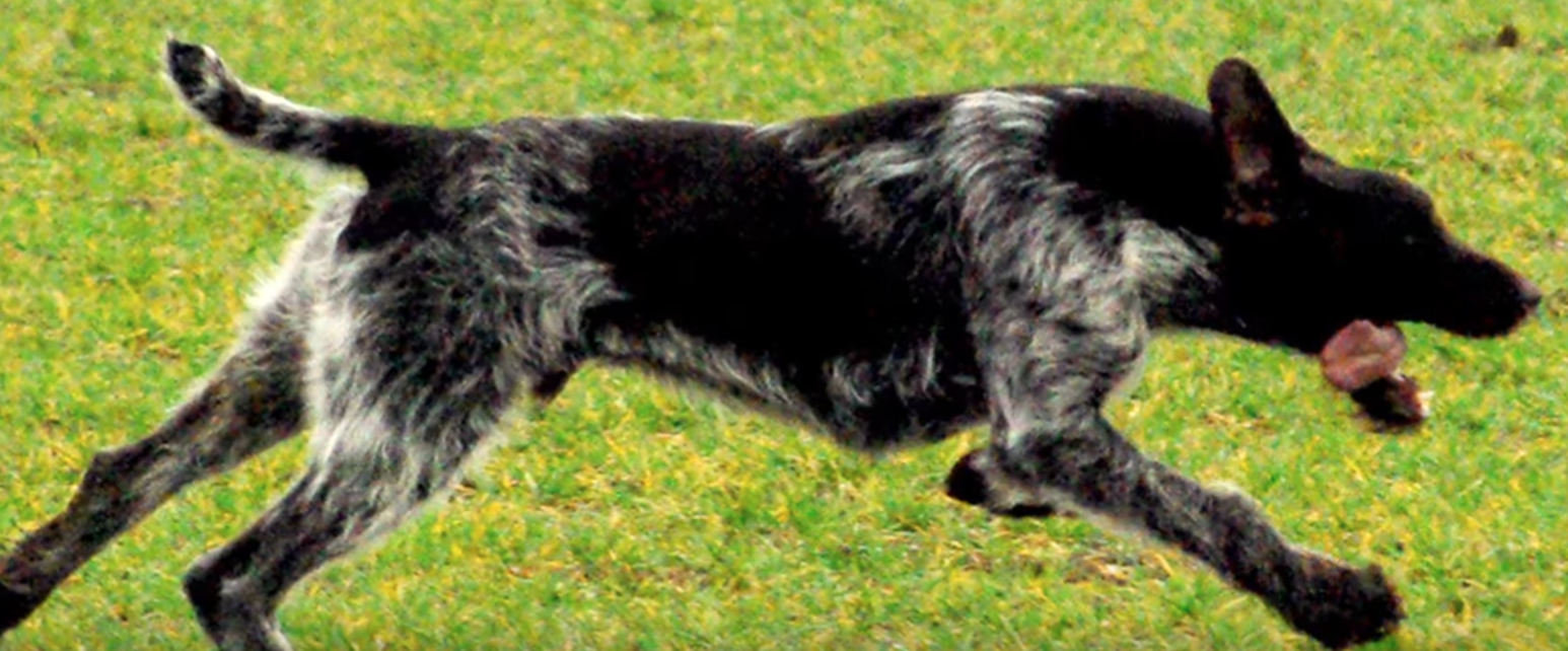 Drahthaar chien de chasse