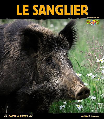 le sanglier cochon des bois