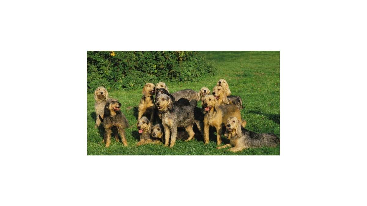 avis Griffon nivernais