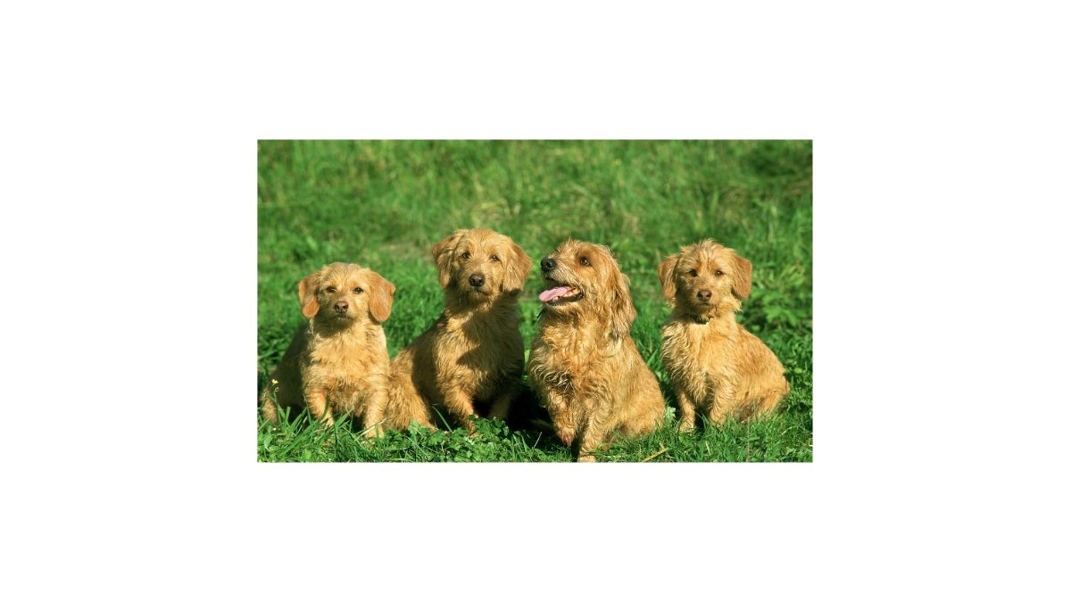 Le Basset Fauve de Bretagne : L'exceptionnelle race canine de chasse