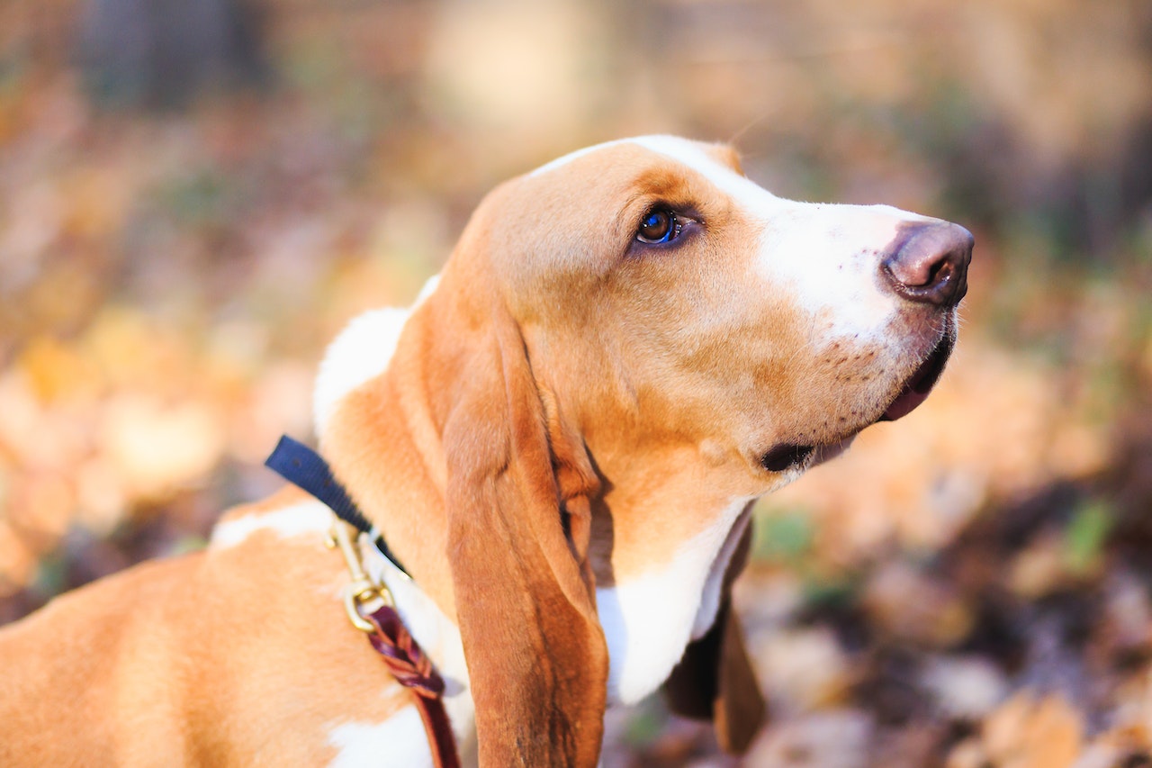 basset hound chien de chasse