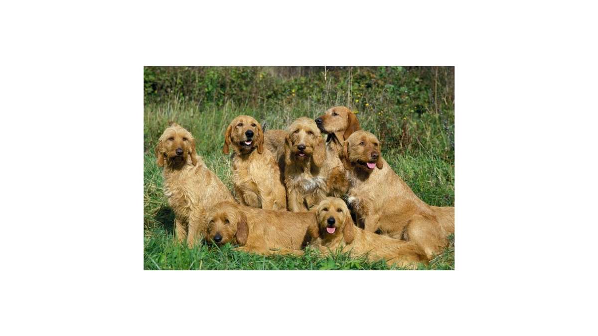 Le Griffon Fauve de Bretagne