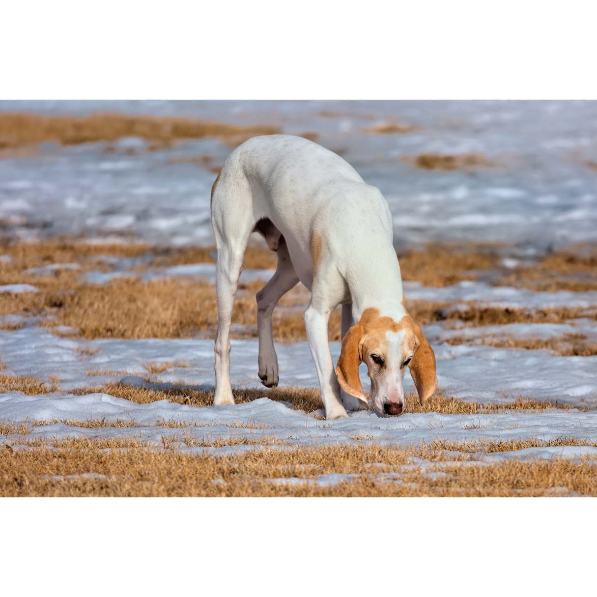 chien de chasse porcelaine