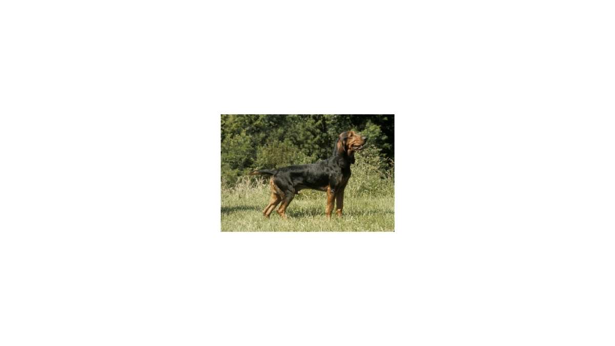 chien de chasse bruno du jura