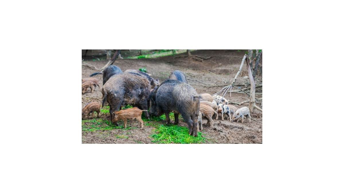 sanglier alimentation