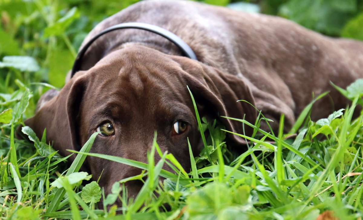 chien d arret allemand