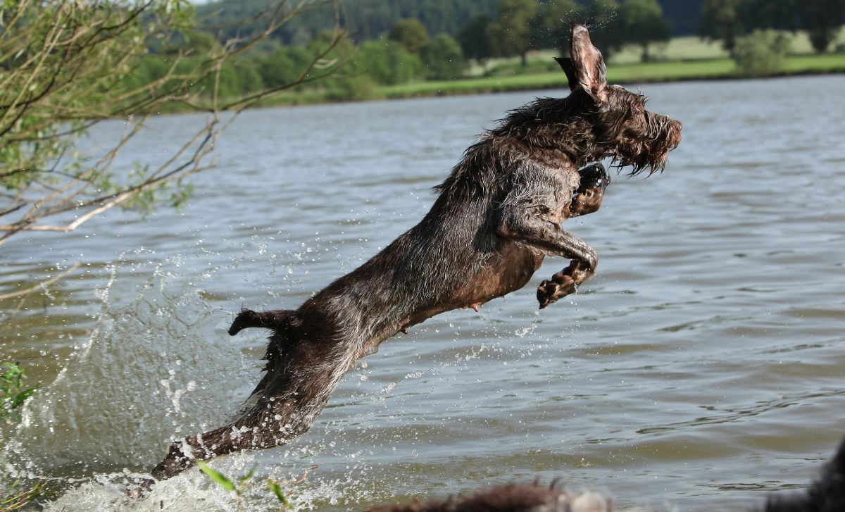 chien de chasse spinone