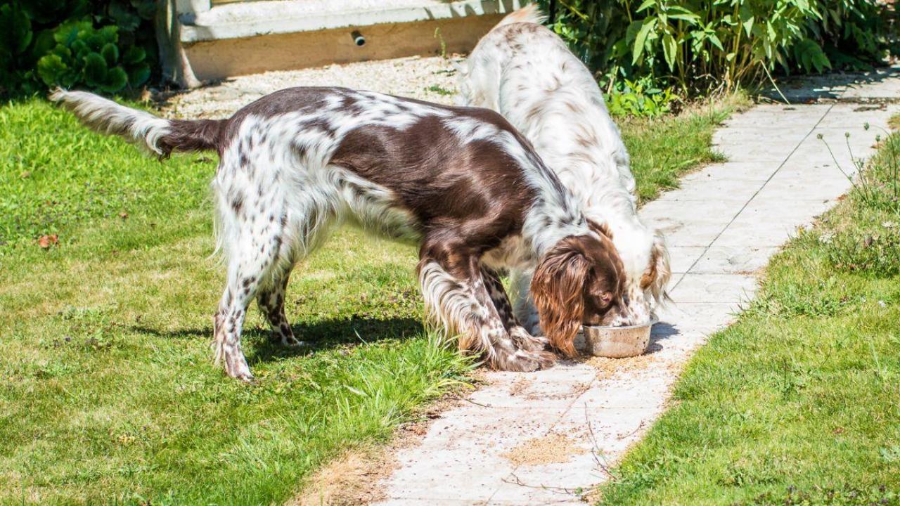 croquette pour chien de chasse