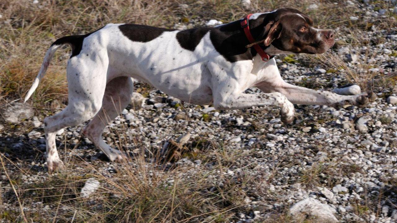 croquette chien chasse