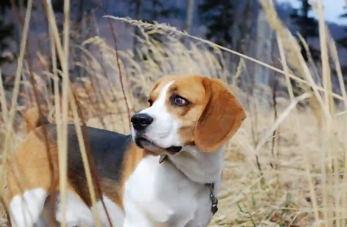 Avis sur Elmut.fr : une approche alimentaire fraîche pour chiens et chats, mais est‑ce pertinent pour nous, chasseurs amoureux de nature ?
