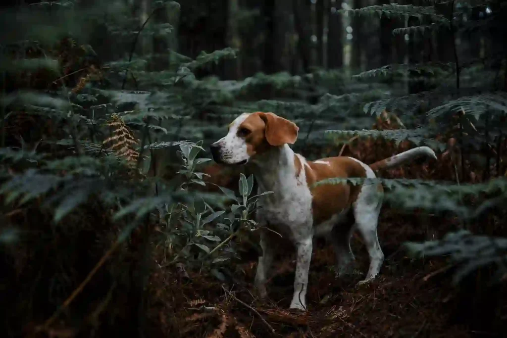 chien de chasse elmut