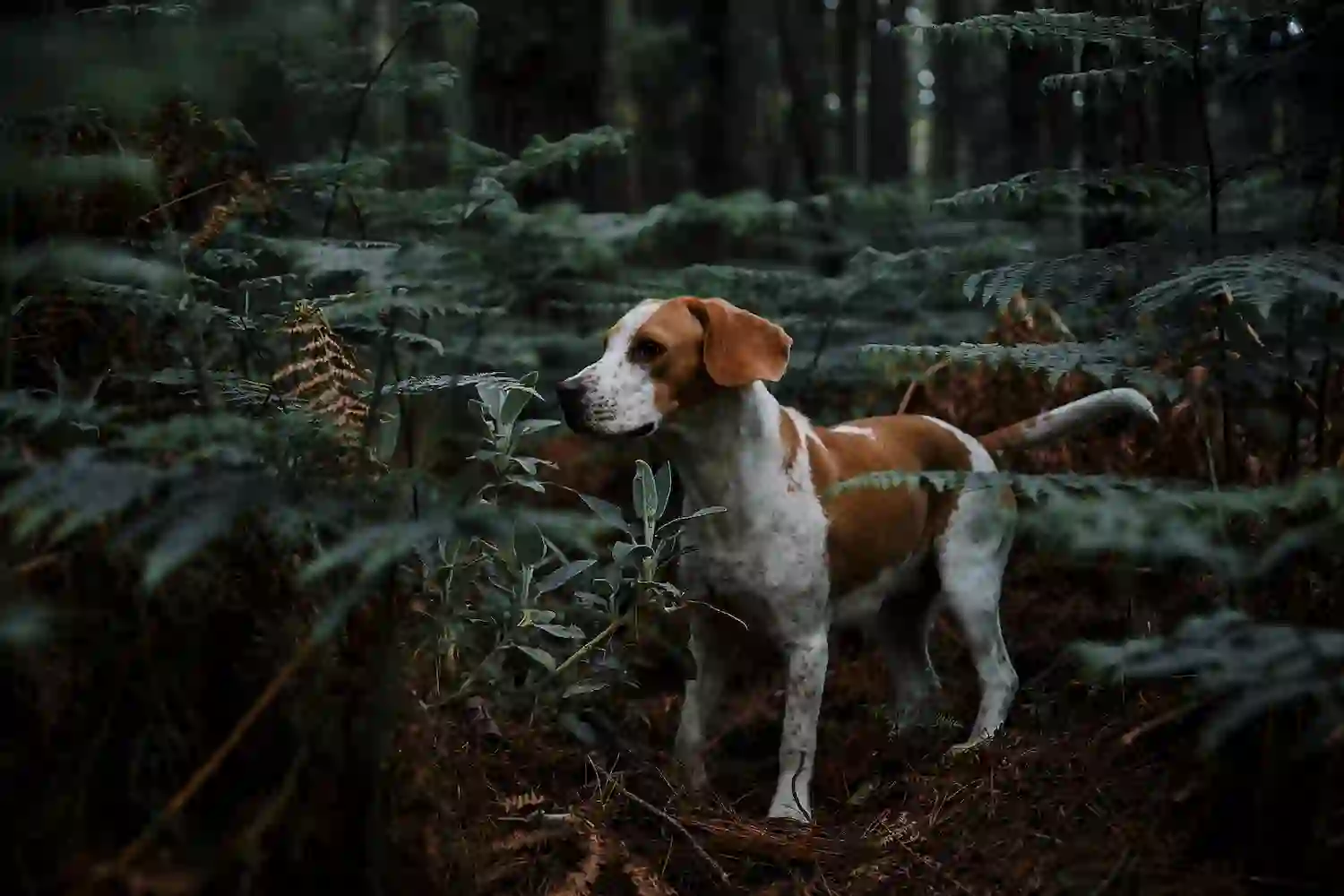 chien de chasse elmut