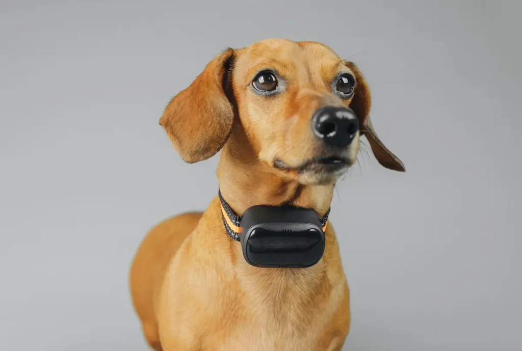 collier electrique chien
